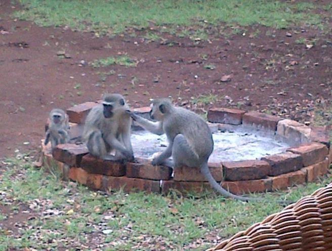 Athule Inn Marloth - House Marloth Park Exterior foto